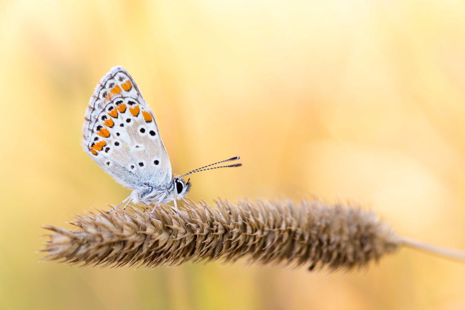 Schmetterling im goldenen Licht am Morgen