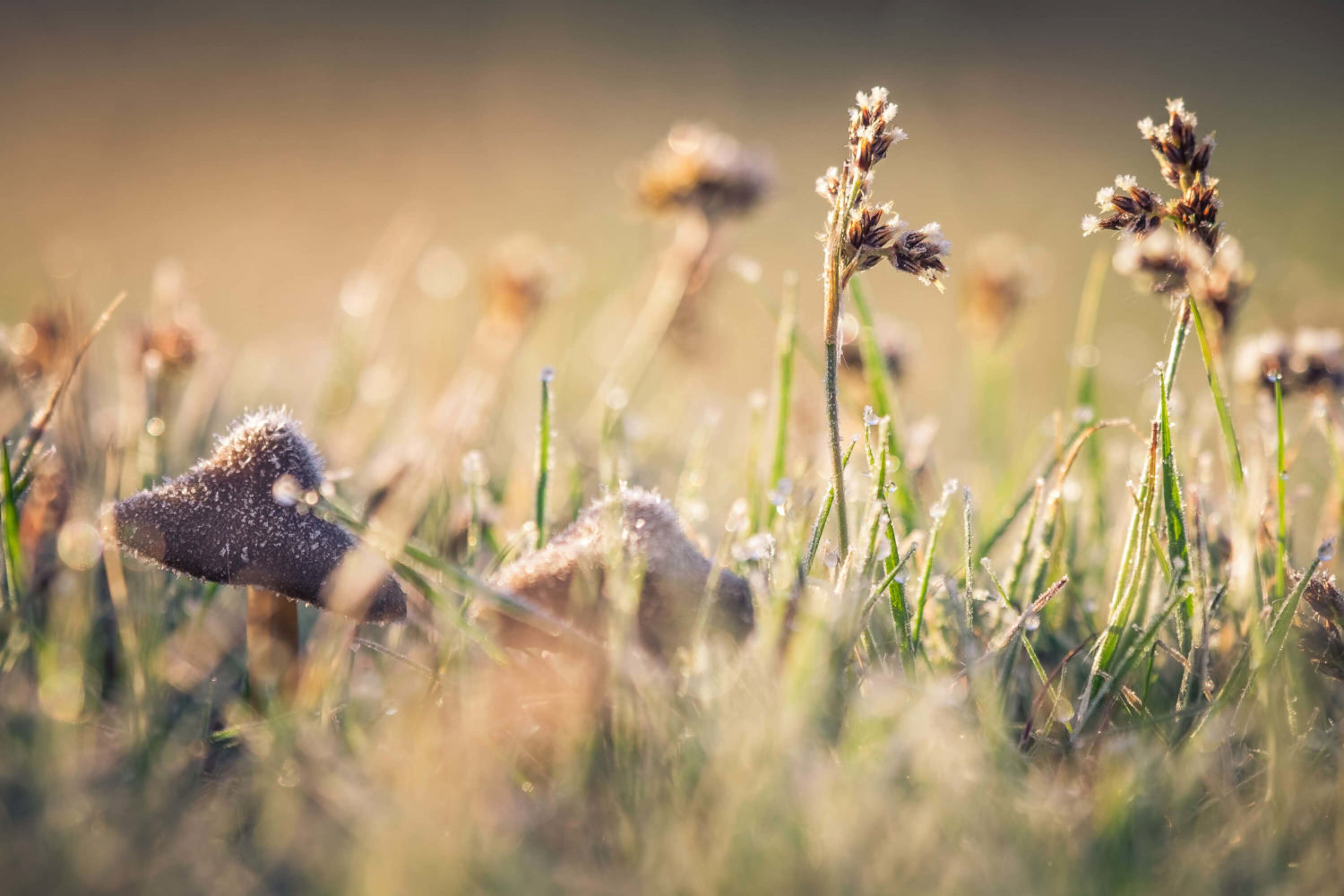 Pilze in Wiese mit Tautropfen