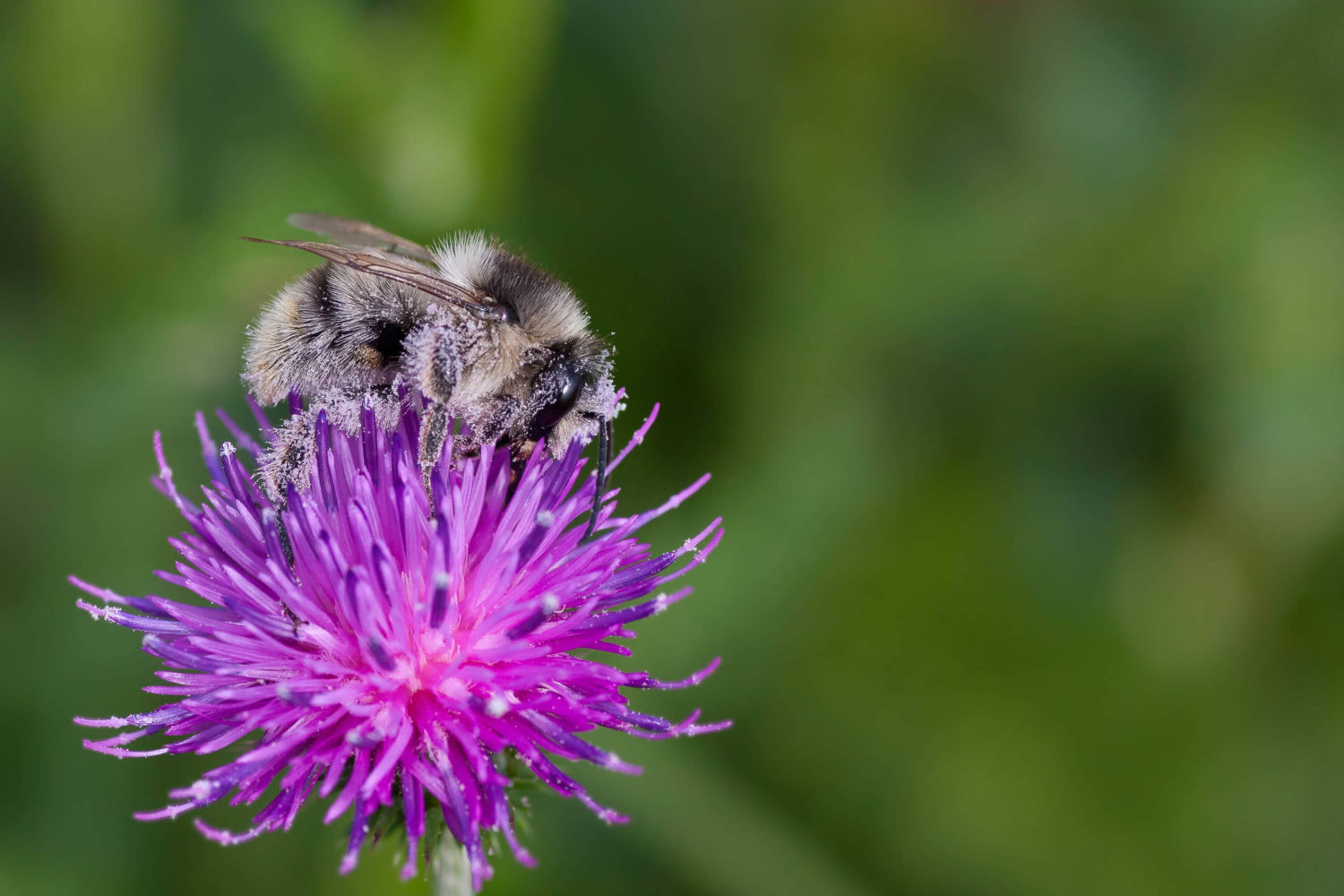 Makrofotografie einer Biene voller Pollen auf einer lilanen Blüte