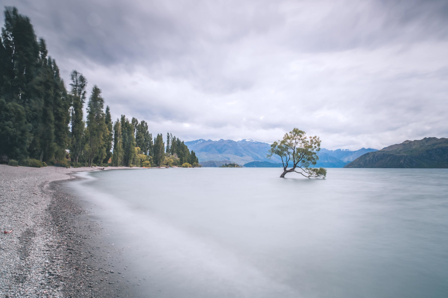 That Wanaka Tree