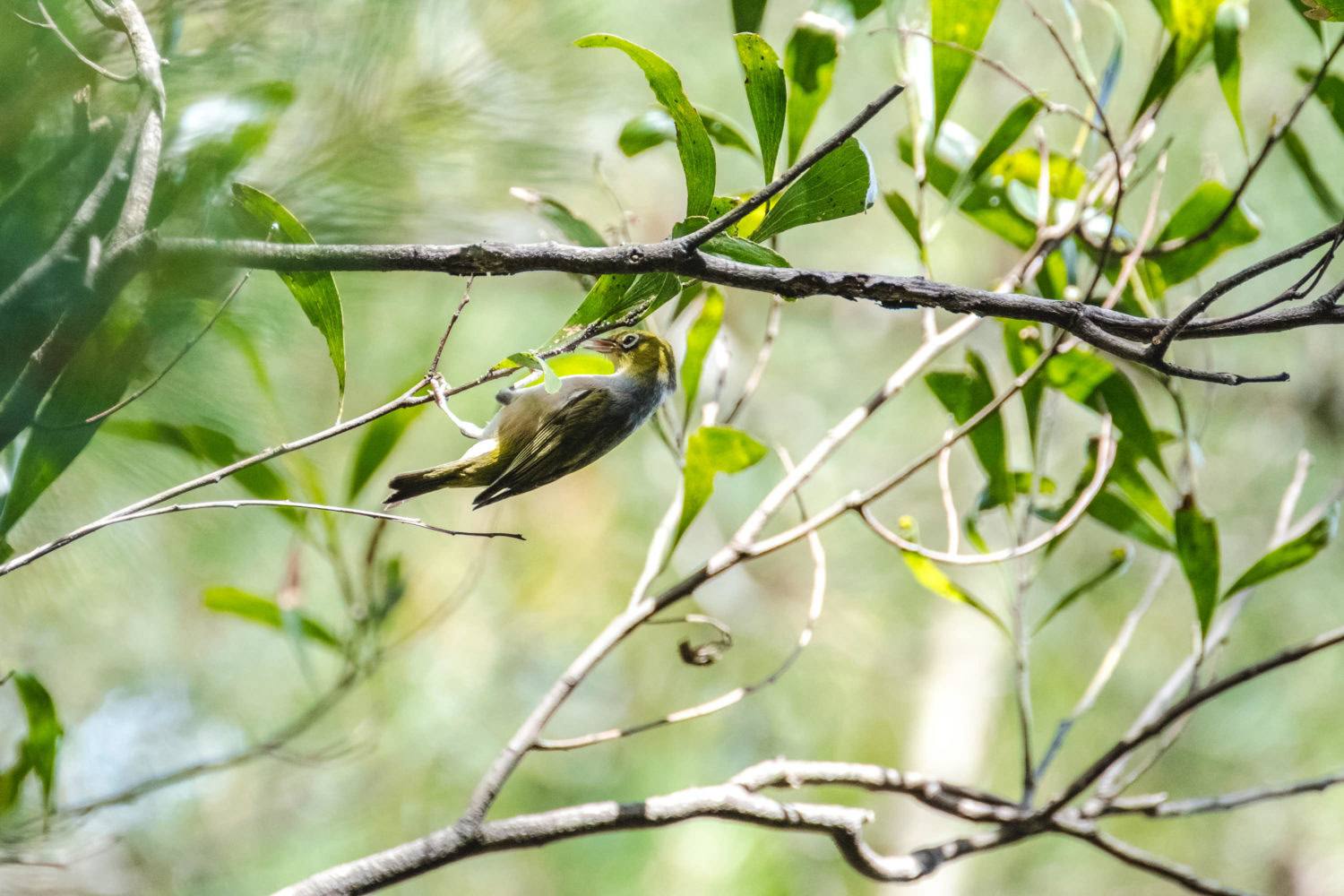 Silvereye in einem Baum