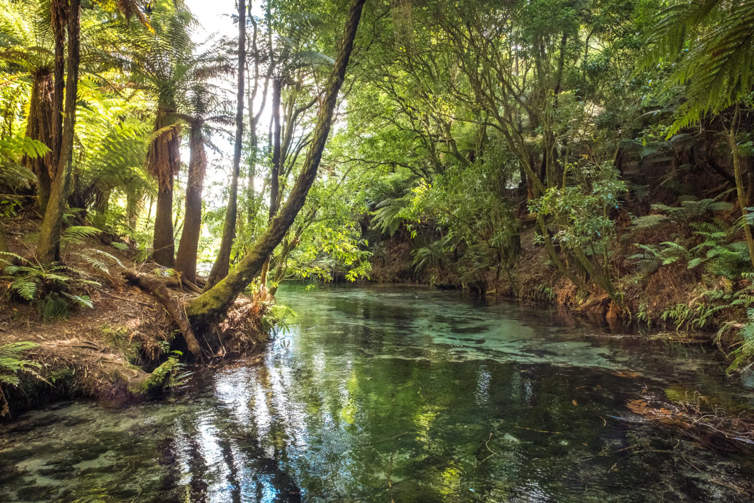 Dickicht am Ufer eines Flusslaufs im Hamurana Springs Park