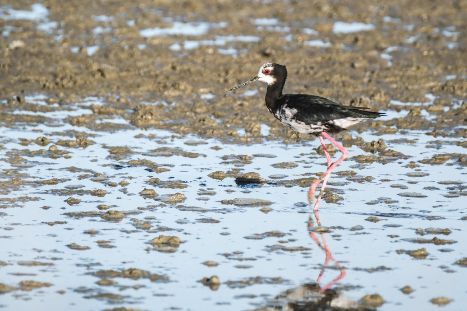 Vogel stakst durch flaches Wasser