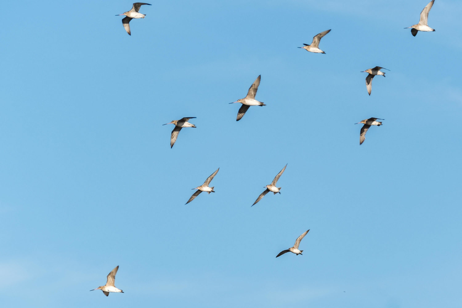 Gruppe von Vögel fliegen vor blauem Himmel