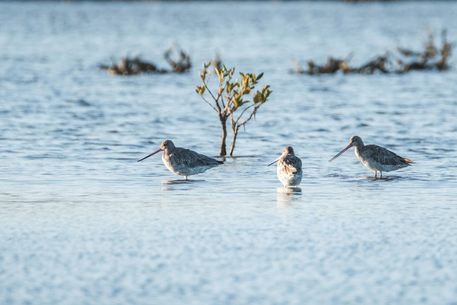 3 Vögel mit langen Schnäbeln sitzen im Wasser