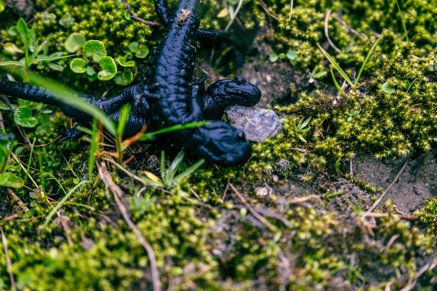 Alpensalamander bei der Paarung