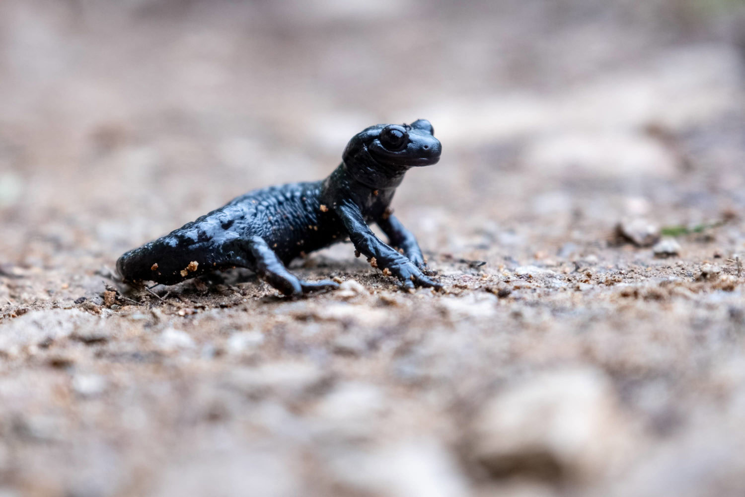 Alpensalamander