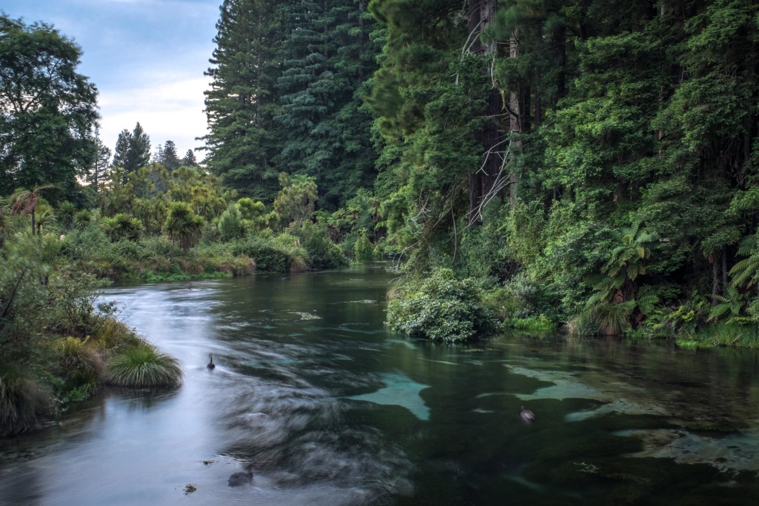 Flusslauf mit Wald in den Hamurana Springs