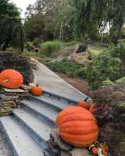 pumpkin on custom stone steps