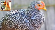 FC006: 5 Chicken Breeds For Your Backyard Flock & Why You Should Care - Episode 6 of 'What The Cluck?!'