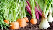 Save Money With A Backyard Chicken Fall Garden