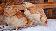 Do Chickens Need Heat In Winter? Let's Keep 'Em Safe!