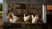 Does The Deep Litter Method For Chicken Coops Work?