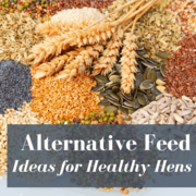 Alternative Feed For Chickens: Best Ideas!