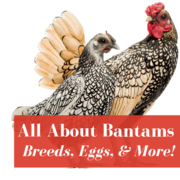 Bantam Chickens: Owner’s Guide