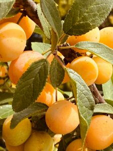 Tarte aux mirabelles