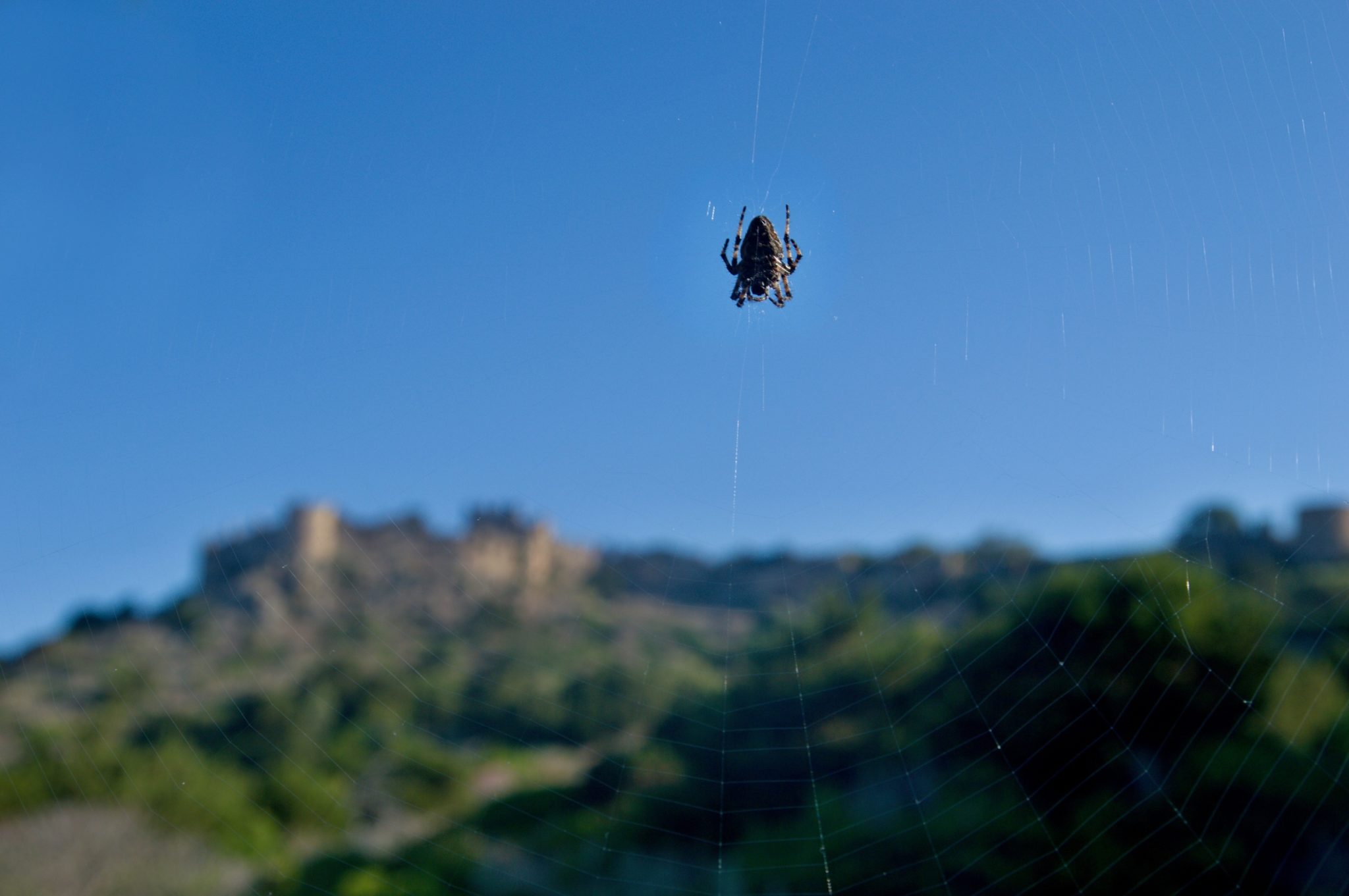 Spiders on the way to Palaiokastro