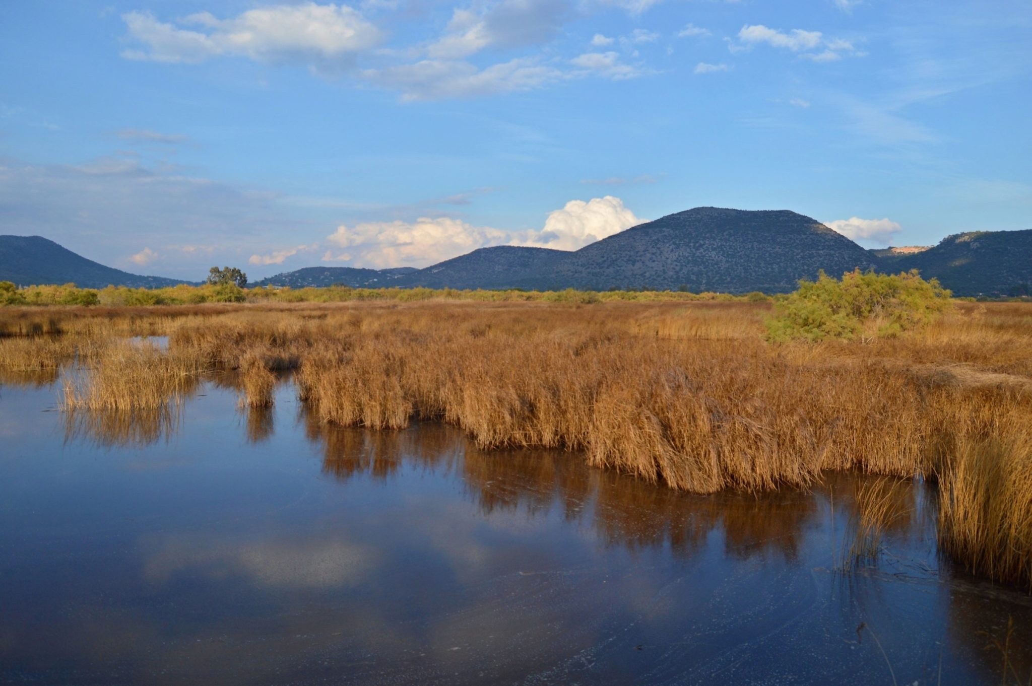 The wetlands of Schinias