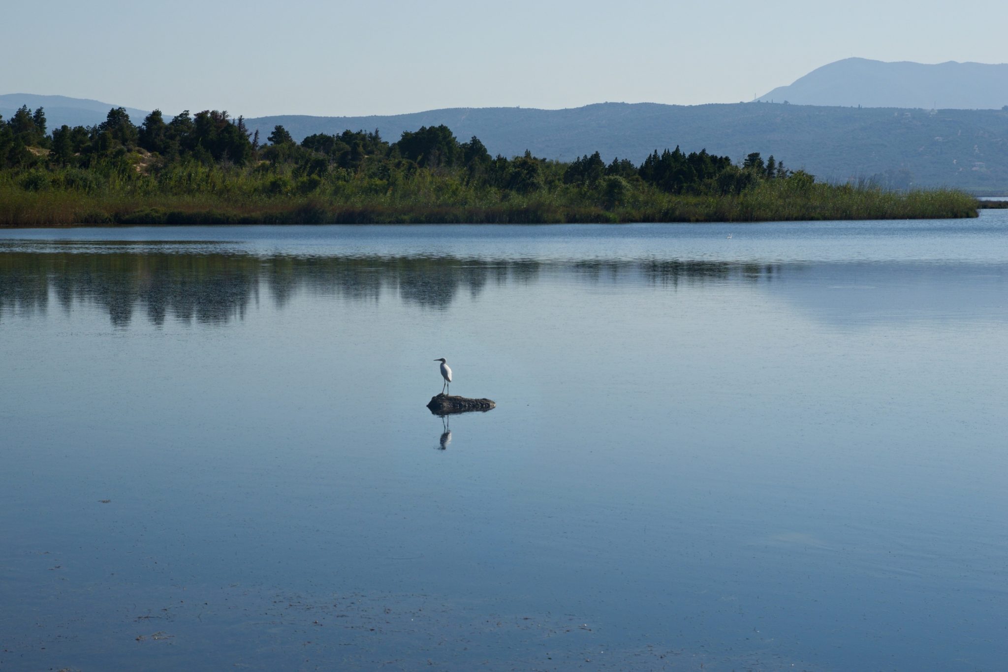 Birdwatching at Gialova Lagoon