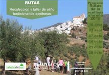 Ruta de recolección y taller de aliño de aceitunas