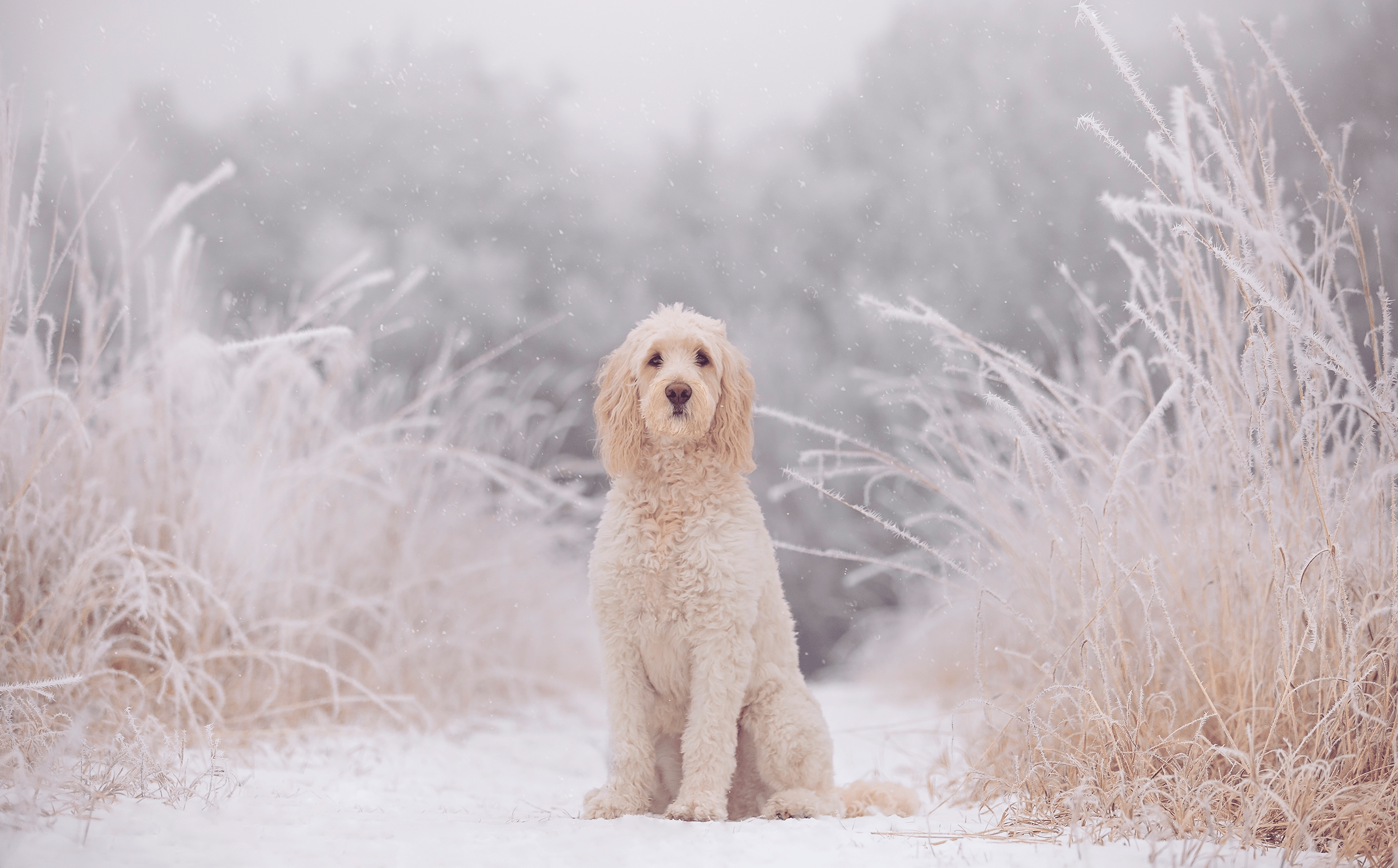 Kidrowski_Creative_Canine_Photography_Goldendoodle_Winter A cream colored Goldendoodle with a puppy cut sitting in a magical looking winter wonderland with snow and hoarfrost.