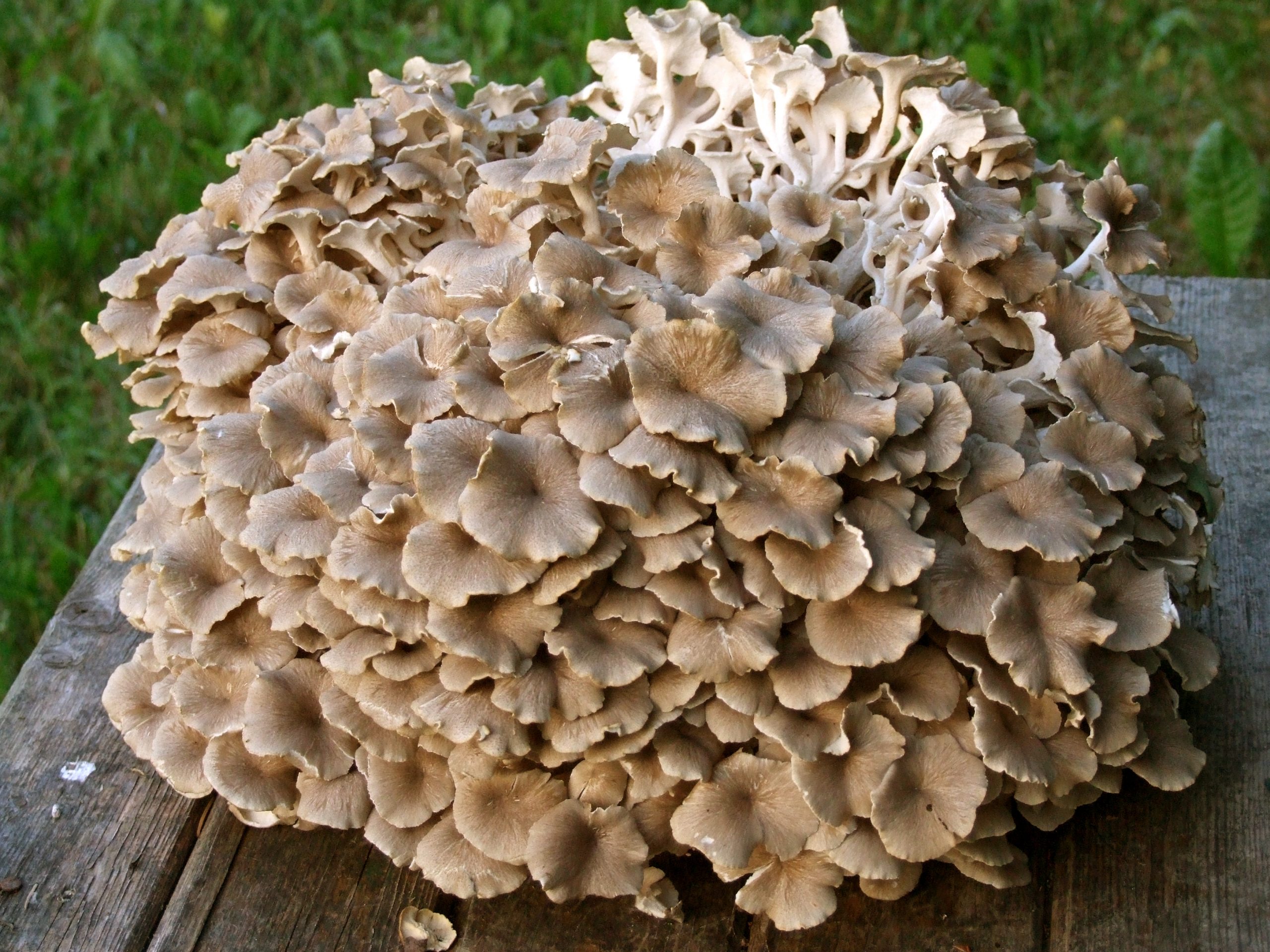benefícios dos cogumelos Maitake | Dicas de Saúde benefícios dos cogumelos Maitake