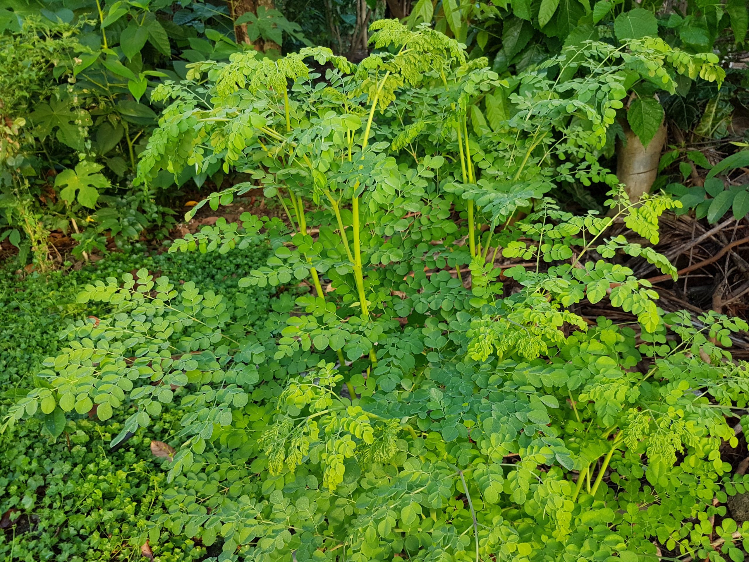 beneficios-da-moringa-oleifera-para-saude | Dicas de Saúde beneficios-da-moringa-oleifera-para-saude