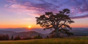 The Holy Pine and Kamena Gora