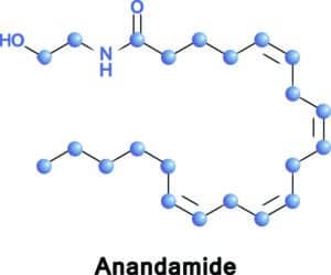 Anandamide molecular structure, endocannabinoid