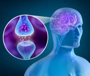 endocannabinoid system - eco - cannabinoid receptors - cb1 receptors - cb2 receptors - cbd scotland - cbd uk