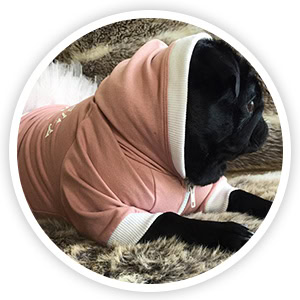 testimonial-nigellathepug testimonial-nigellathepug