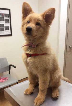 Golden Shepherd dog