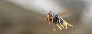 Attaque de frelon asiatique en Vendée, en plein vol