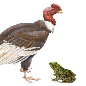 The Frog and the Condor Story