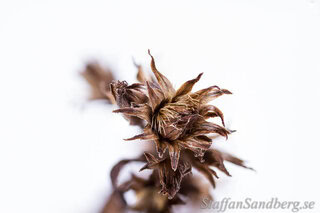 Makrobild med focusing stacking