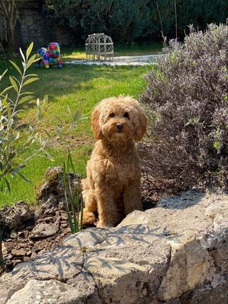 Thérapies complémentaires pour les animaux