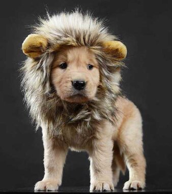 The 15 Best Costumes For Dachshunds Reviews Buying Guide 2021