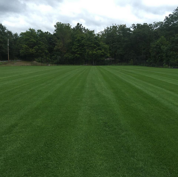 green grass field by woods