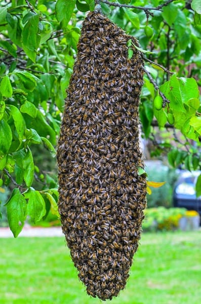 Essaimage d’abeilles: focus sur la duplication de la colonie 4 Essaimage : essaim d'abeilles dans un prunier