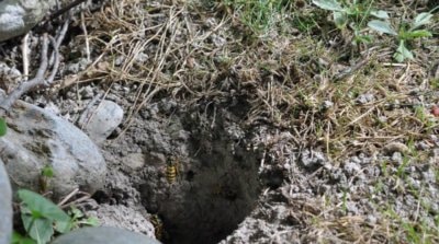 présence d'un nid de guêpes ou de frelons sous terre