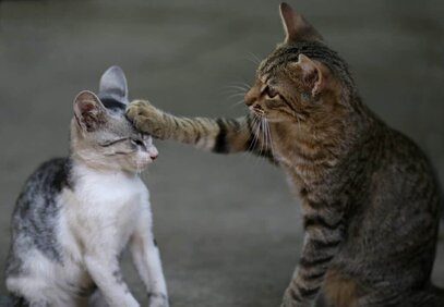Le Sida du chat : FIV et FeLV