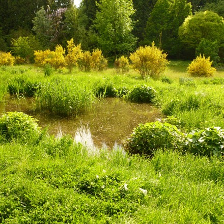 Teich mit Schilfroehricht im Geohydrologischen Wassergarten Grenzwald Kaldenkirchen