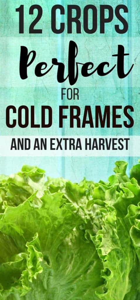 12 Vegetables You Can Start Now In Cold Frames Planting Guide Pampered Chicken Mama Raising Backyard Chickens