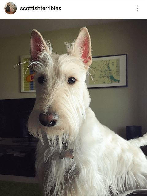 18-scottish terriers dumbest dog breed in the world