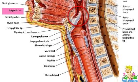 Epiglottis Anatomy