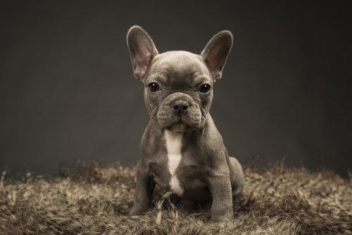 Grey French Bull Dog