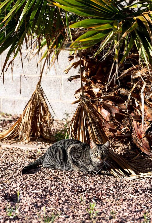 Striped tabby cat laying at the base of a palm tree