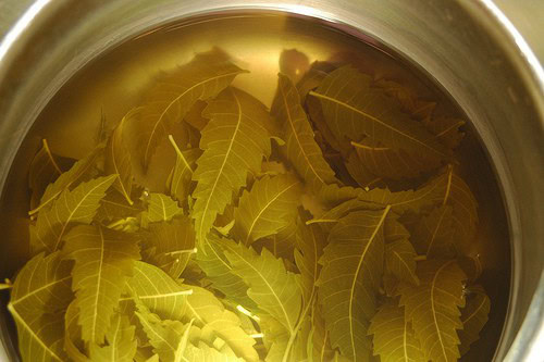 Chá de Neem | Dicas de Saúde Chá de Neem