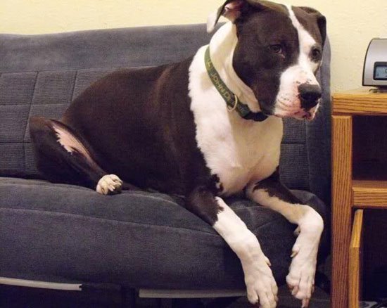 great dane pitbull mix or great