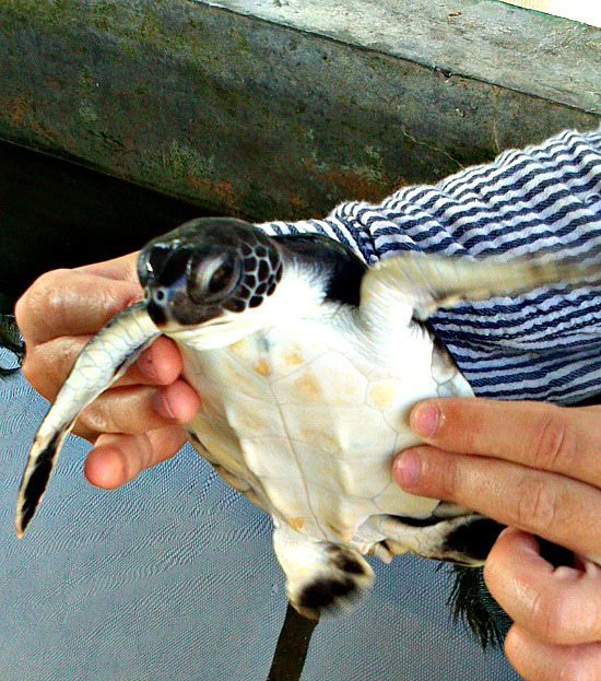 Boo holding a baby turtle Baby turtle before being released